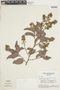 Exellodendron cordatum image
