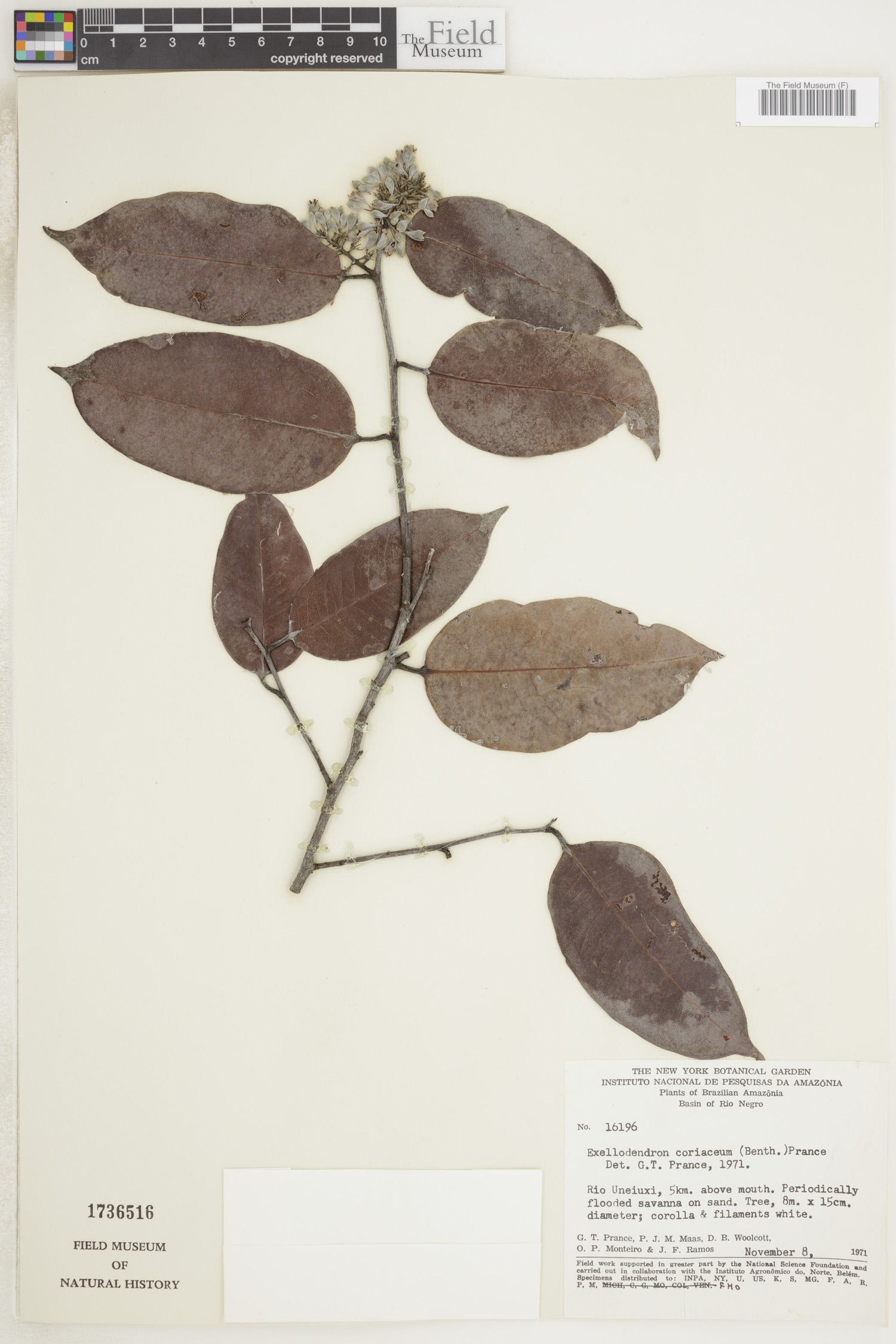 Exellodendron coriaceum image