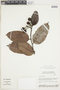 Exellodendron coriaceum image