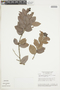 Exellodendron gardneri image