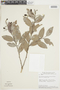 Exellodendron gardneri image