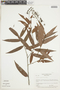 Hirtella angustissima image