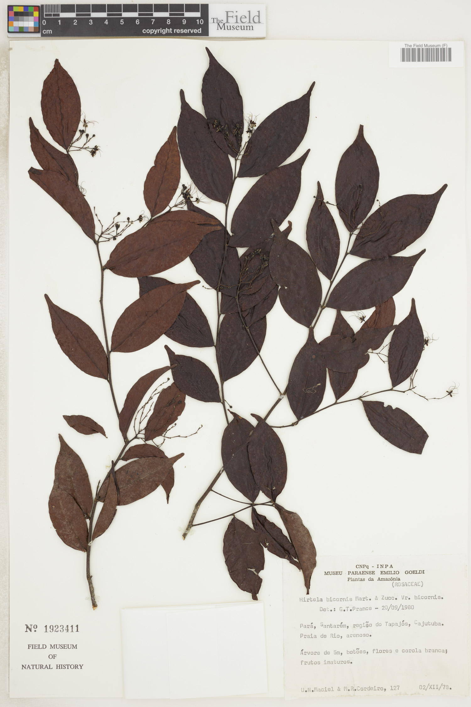 Hirtella bicornis image