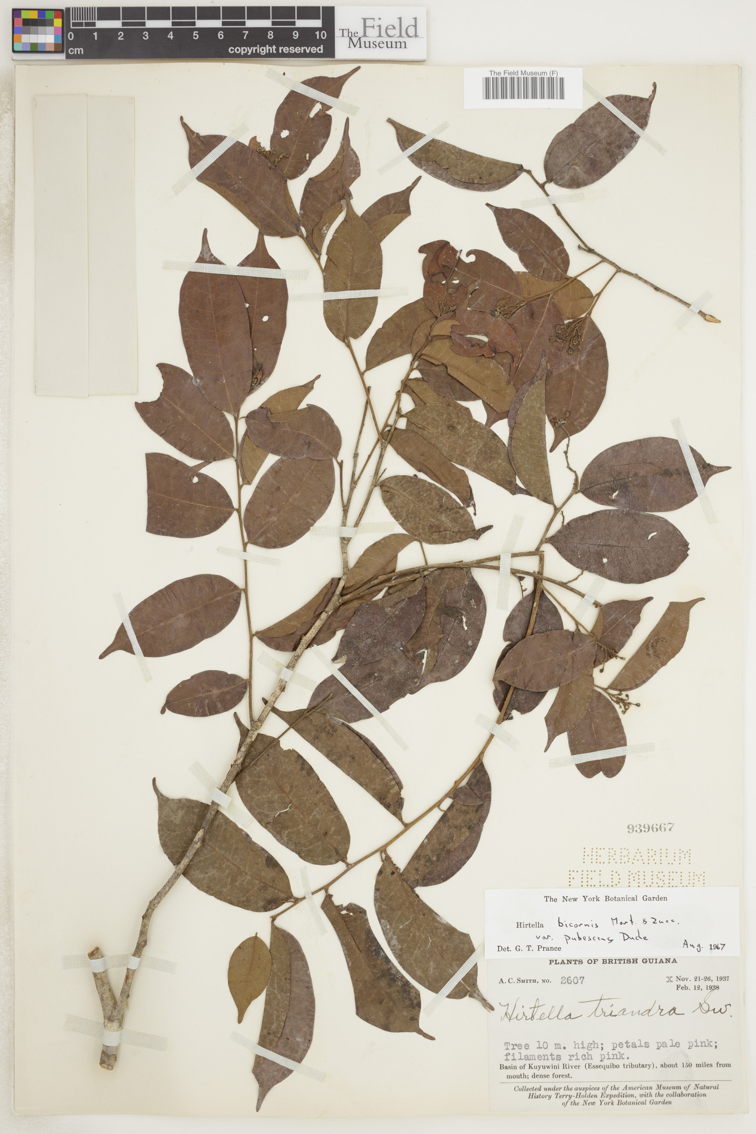 Hirtella bicornis var. pubescens image