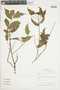 Hirtella bicornis var. pubescens image