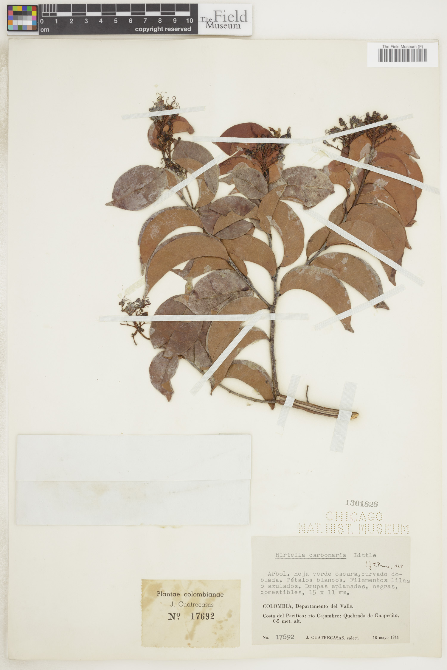 Hirtella carbonaria image