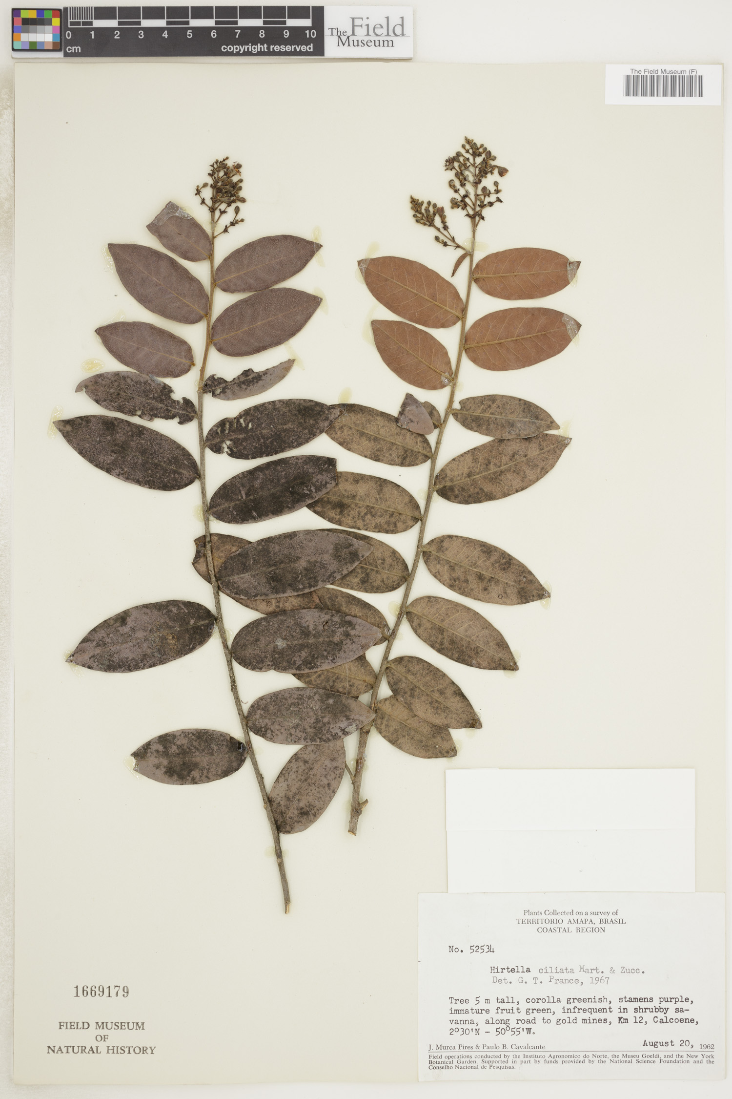 Hirtella ciliata image