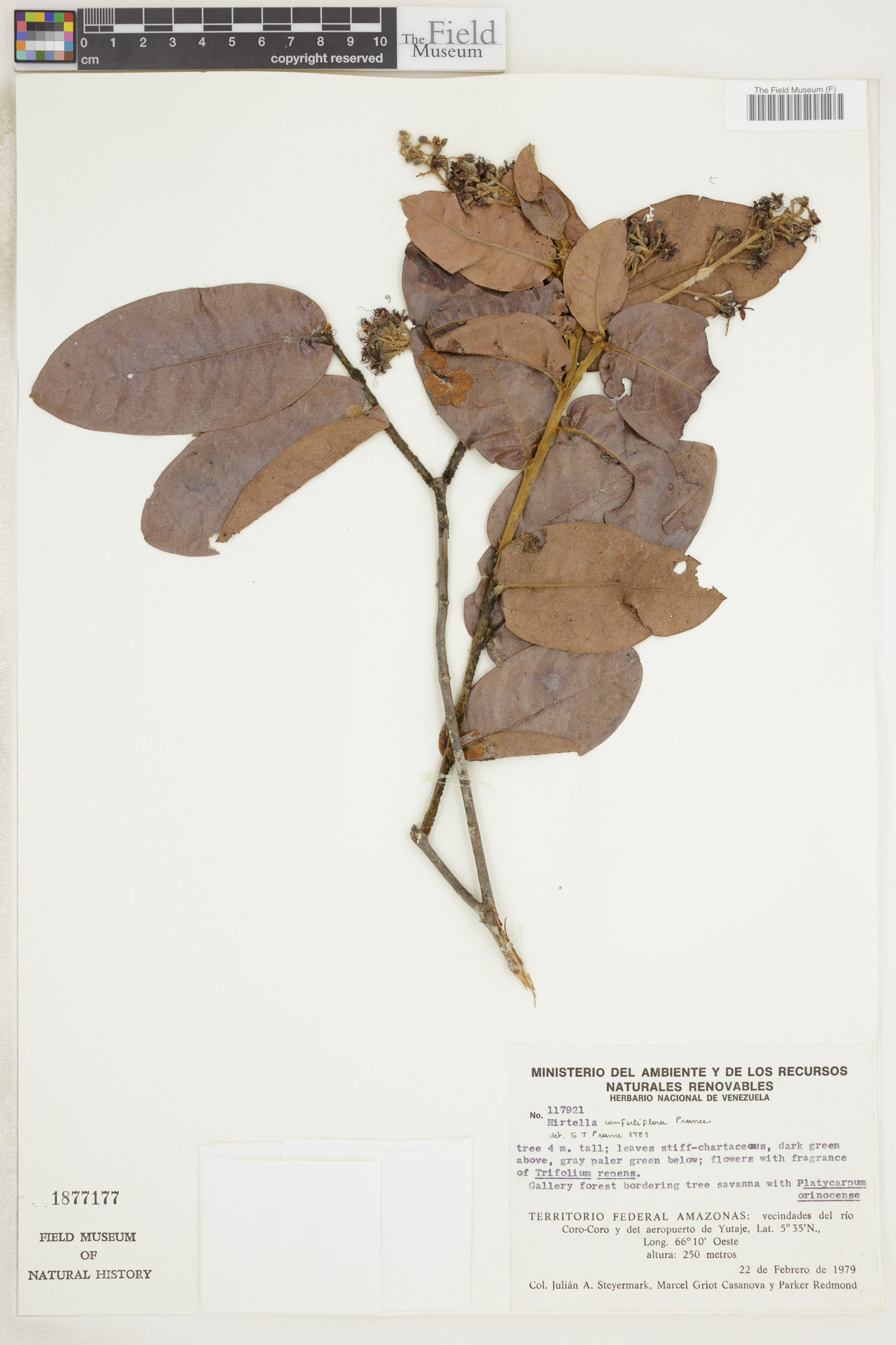 Hirtella confertiflora image