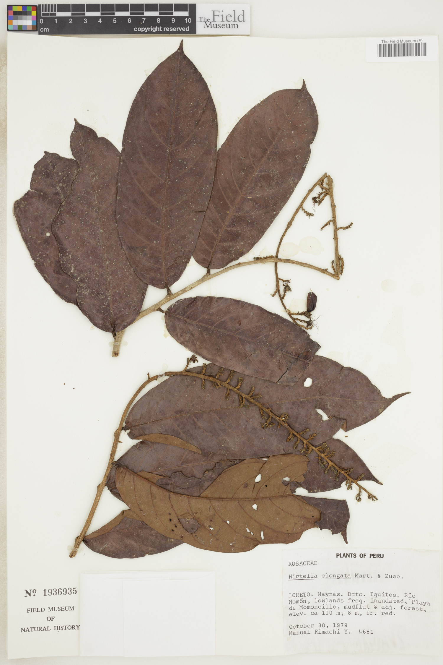 Hirtella elongata image