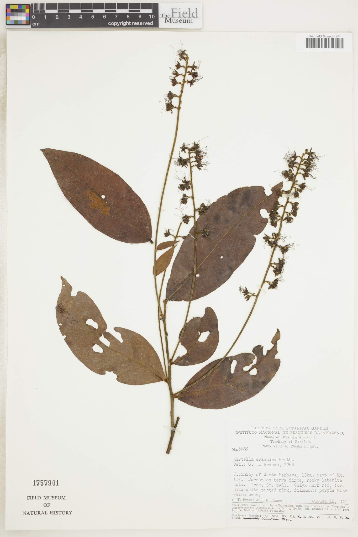 Hirtella eriandra image