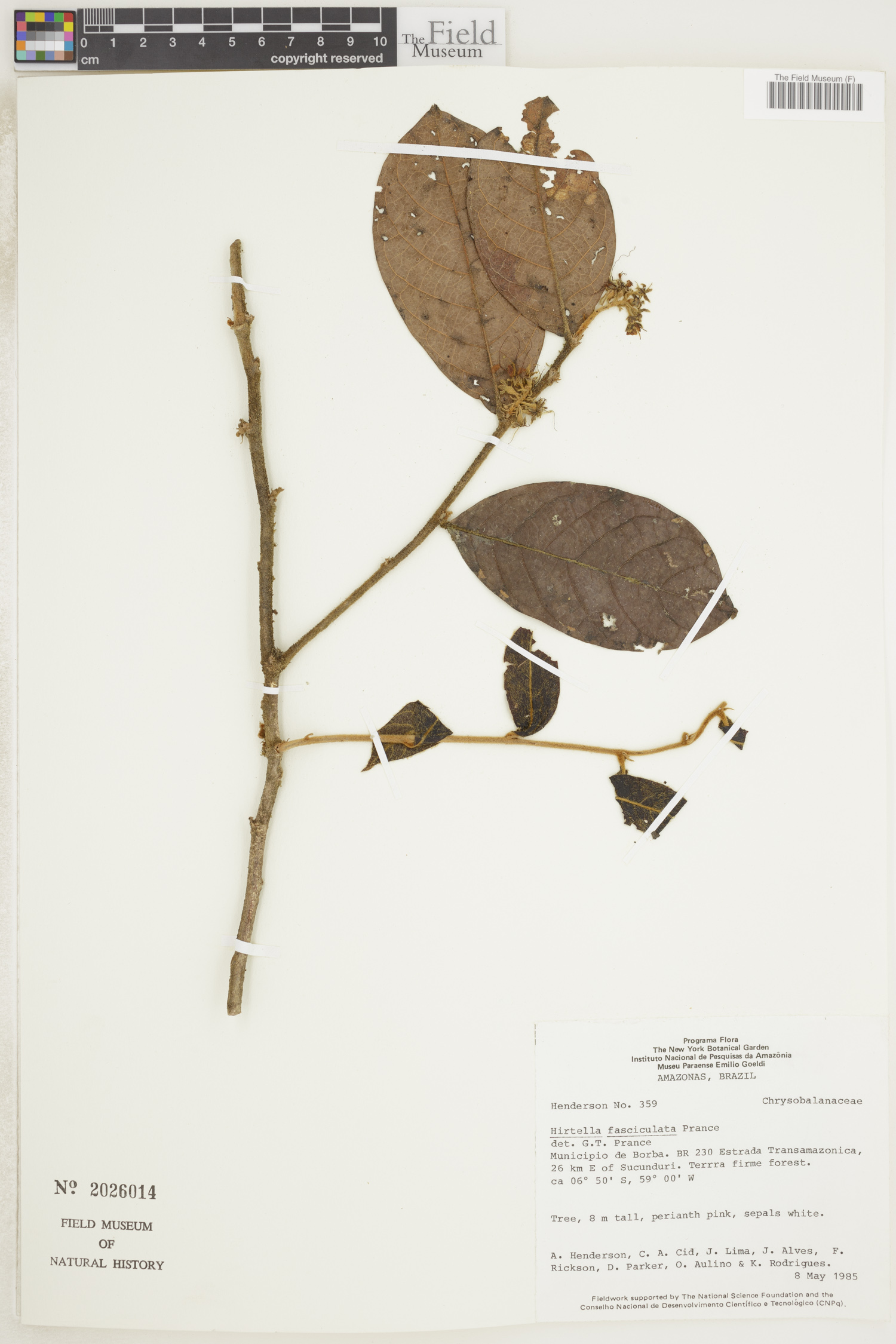 Hirtella fasciculata image