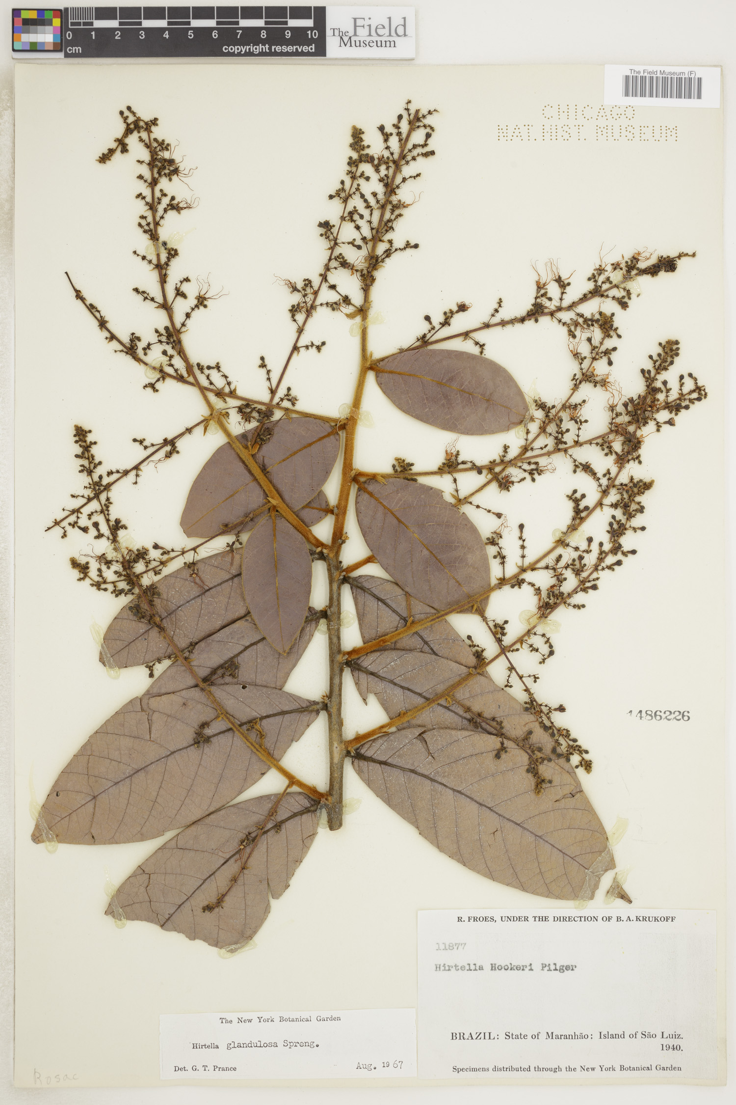 Hirtella glandulosa image
