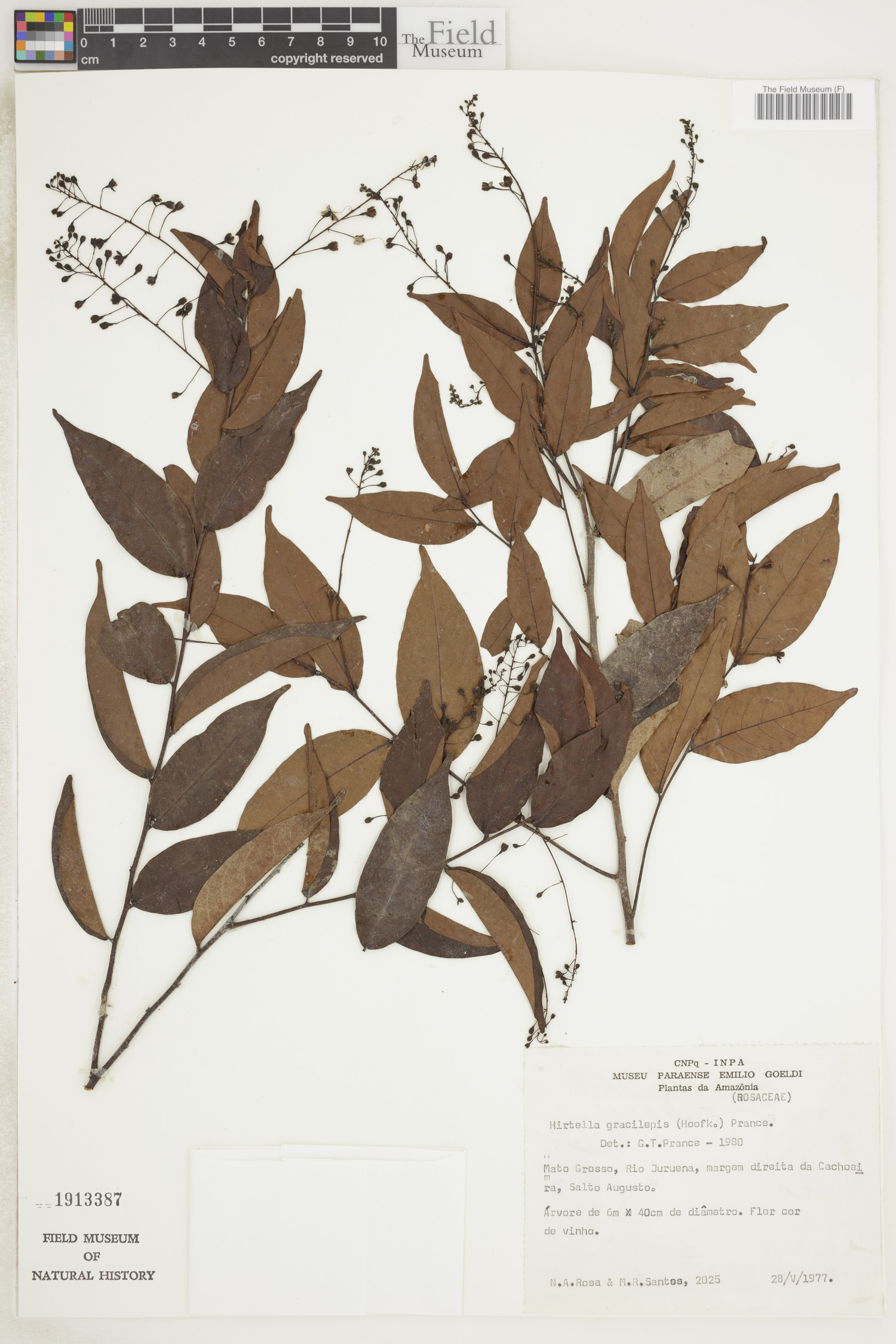 Hirtella gracilipes image