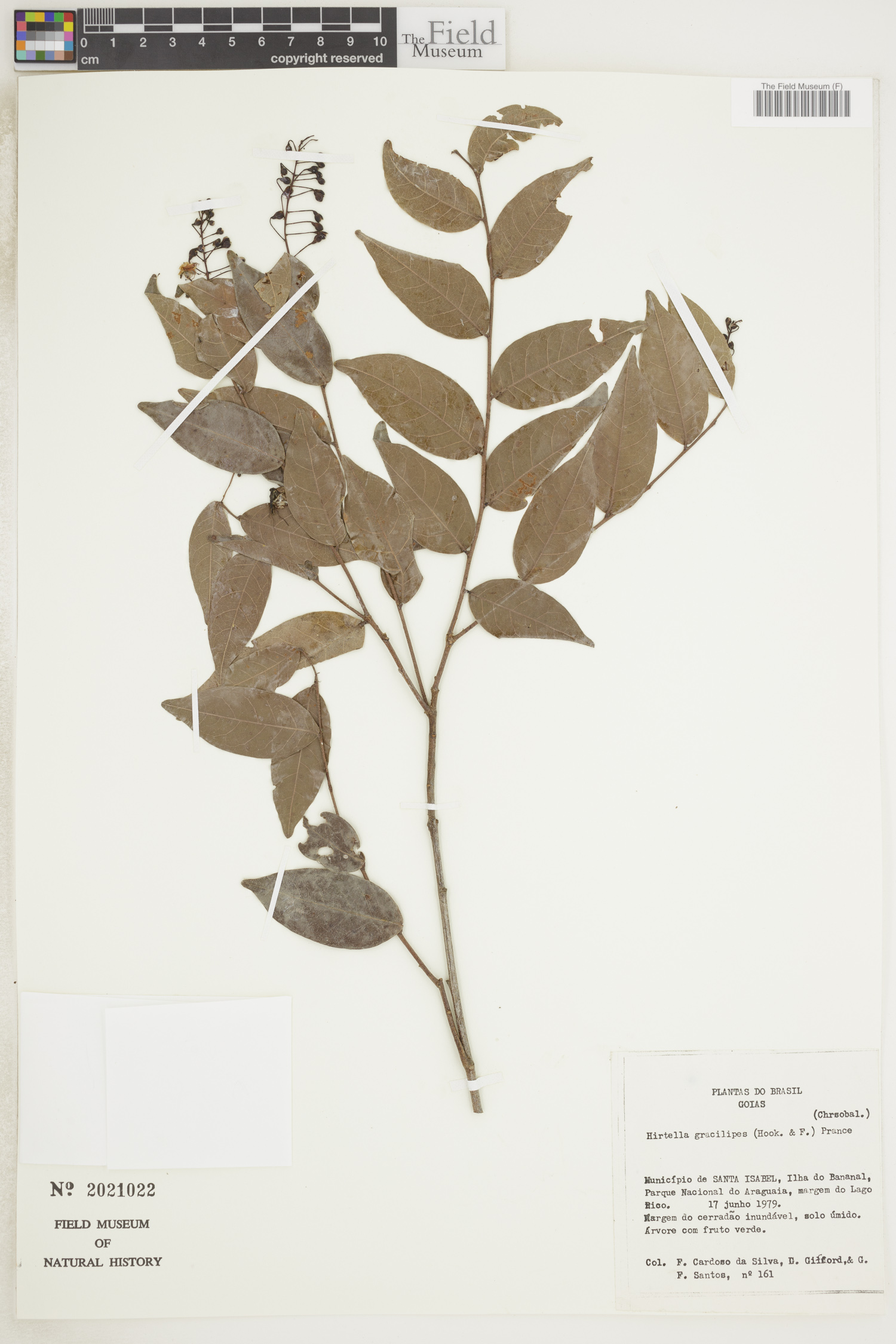 Hirtella gracilipes image