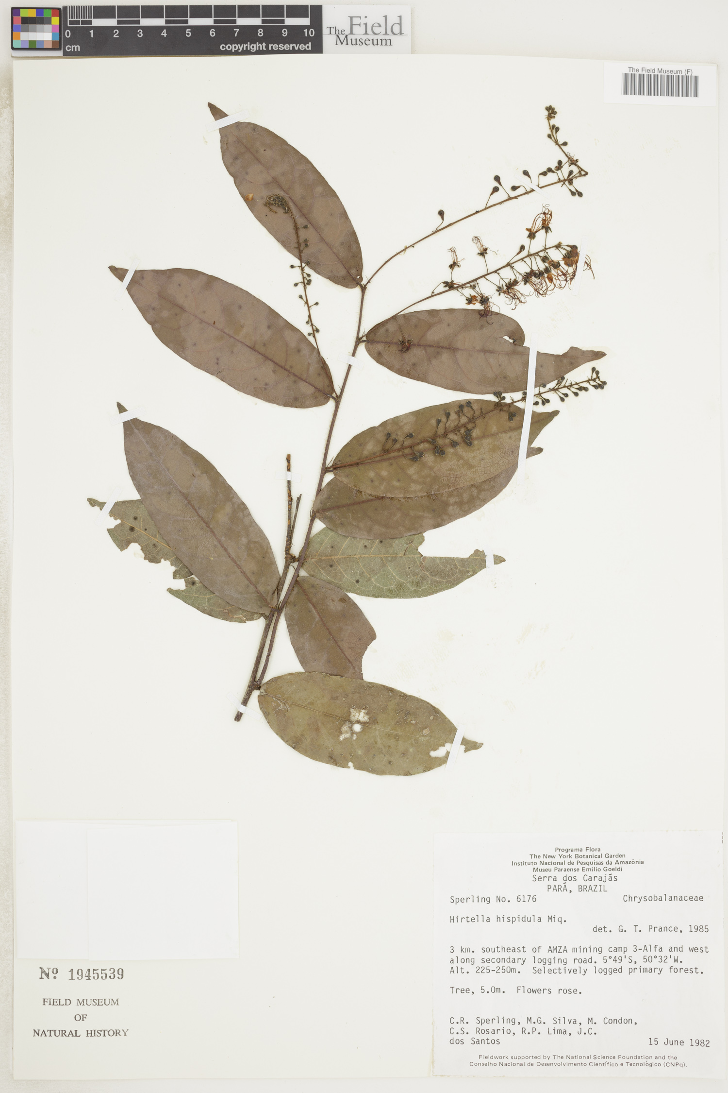 Hirtella hispidula image