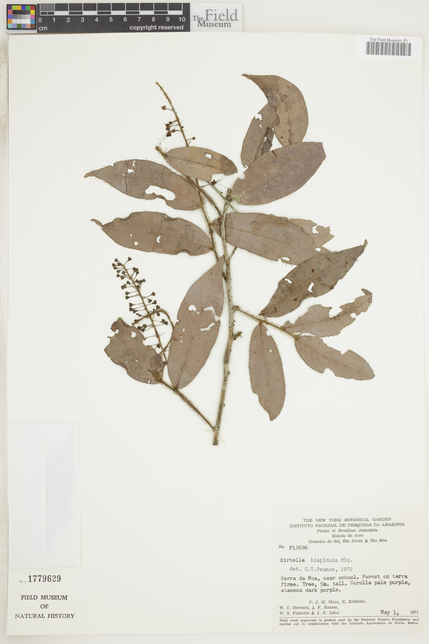 Hirtella hispidula image
