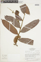 Hirtella lancifolia image
