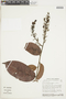 Hirtella macrophylla image