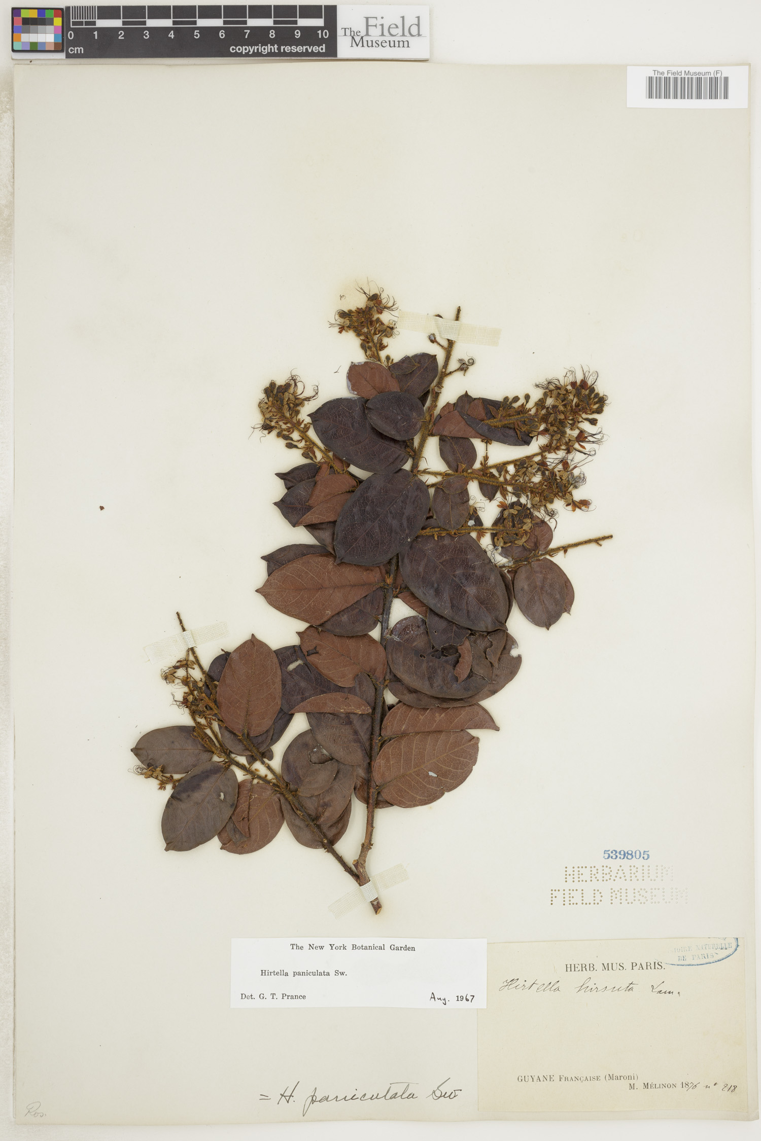 Hirtella paniculata image