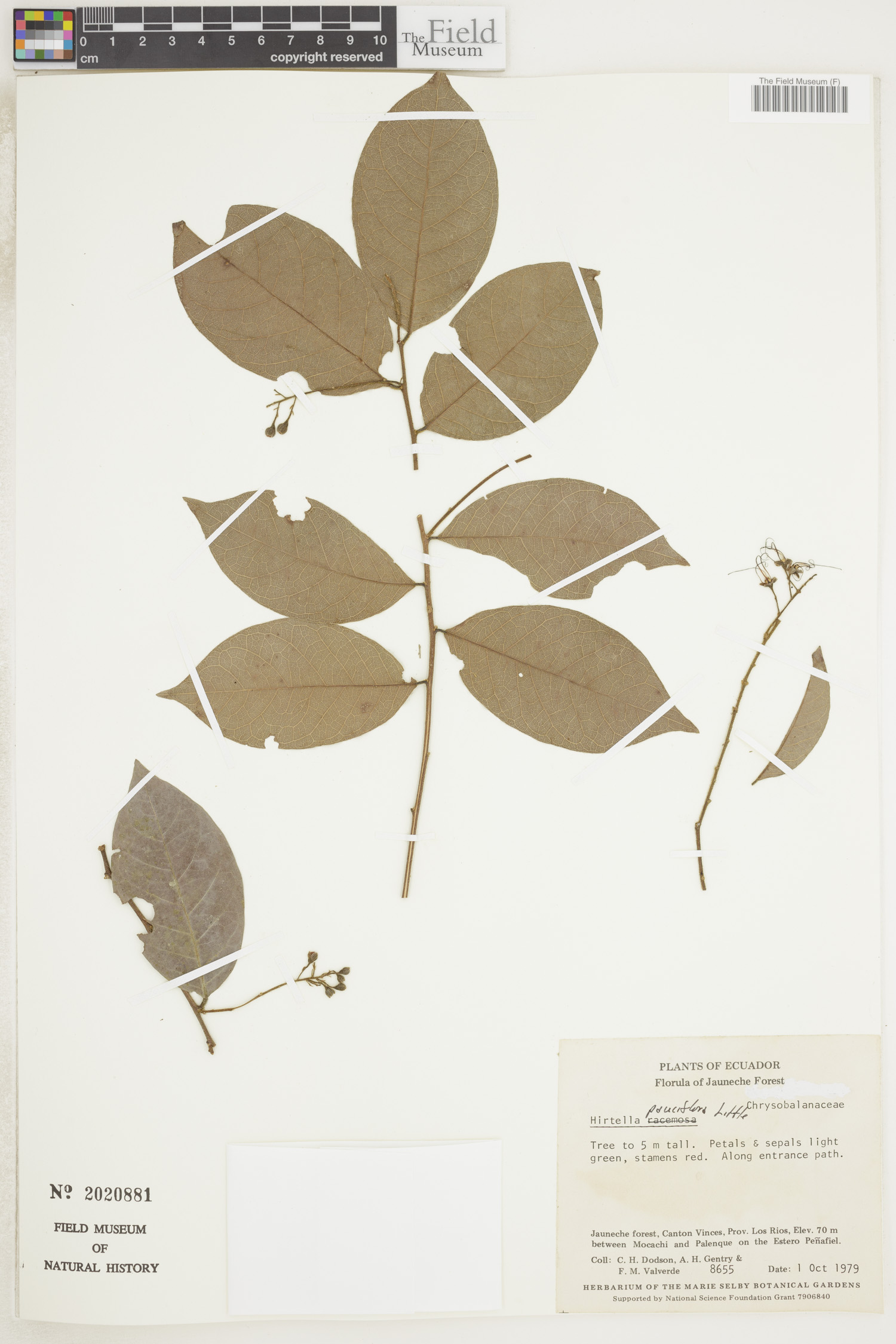 Hirtella pauciflora image
