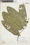 Hirtella physophora image