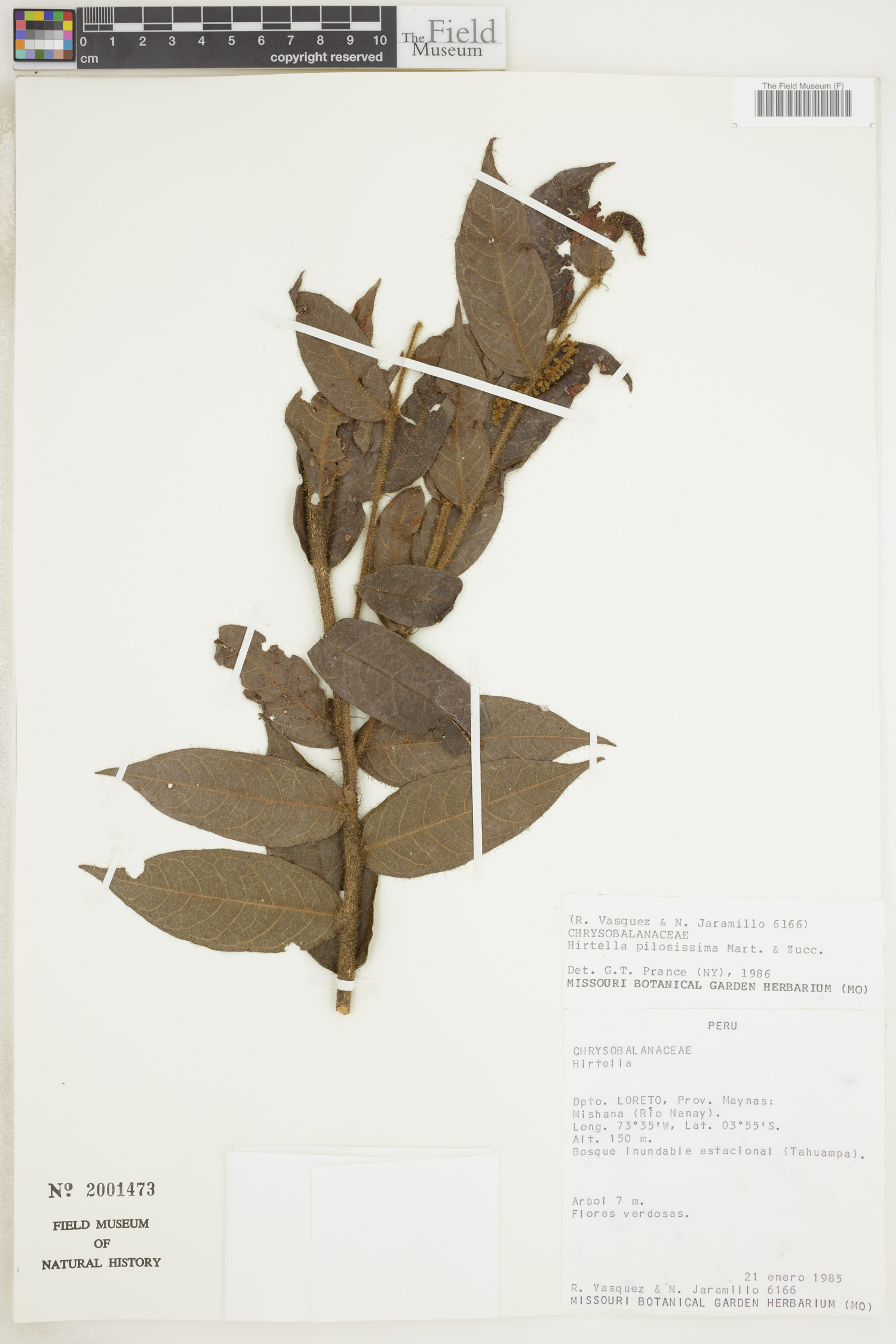 Hirtella pilosissima image