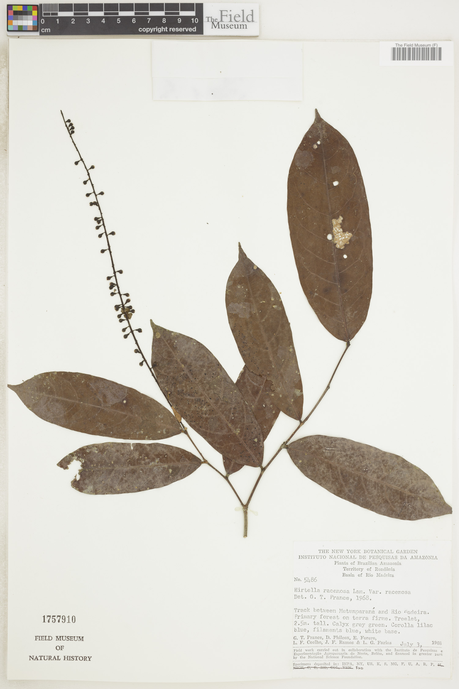Hirtella racemosa var. racemosa image