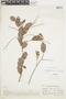 Hirtella racemosa var. hexandra image