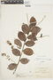 Hirtella racemosa var. hexandra image
