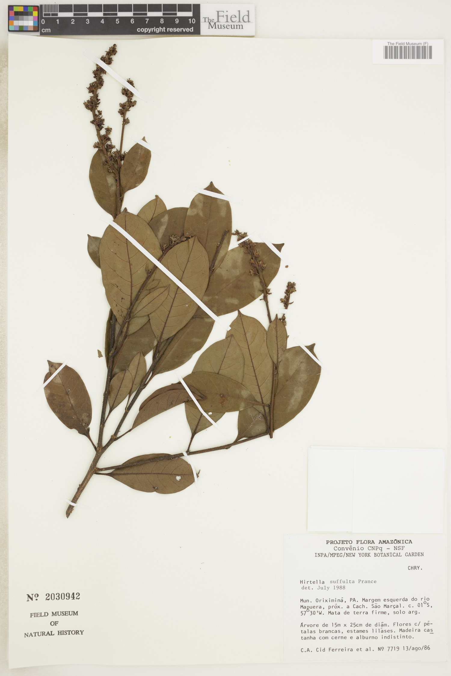 Hirtella suffulta image