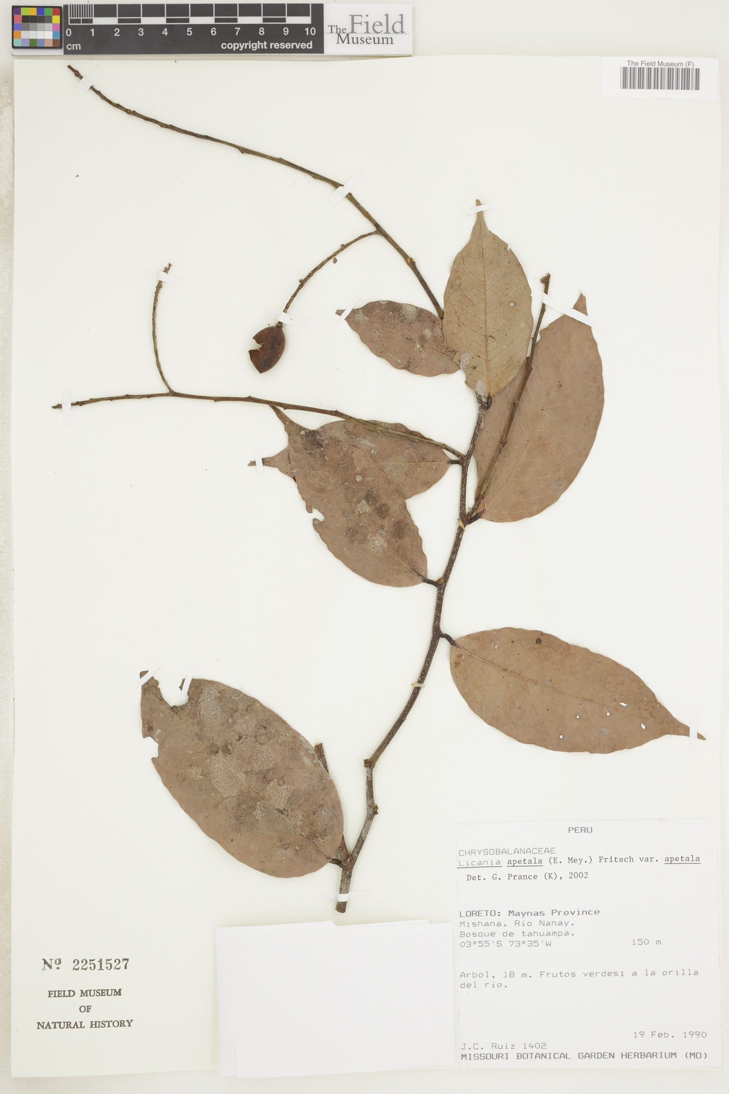 Licania apetala var. apetala image