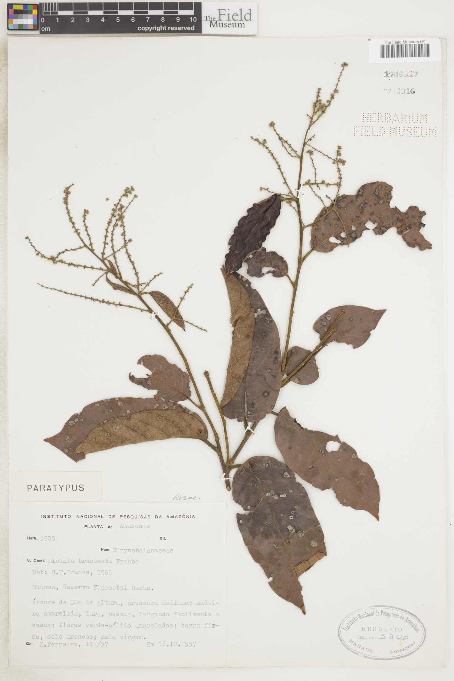 Licania bracteata image