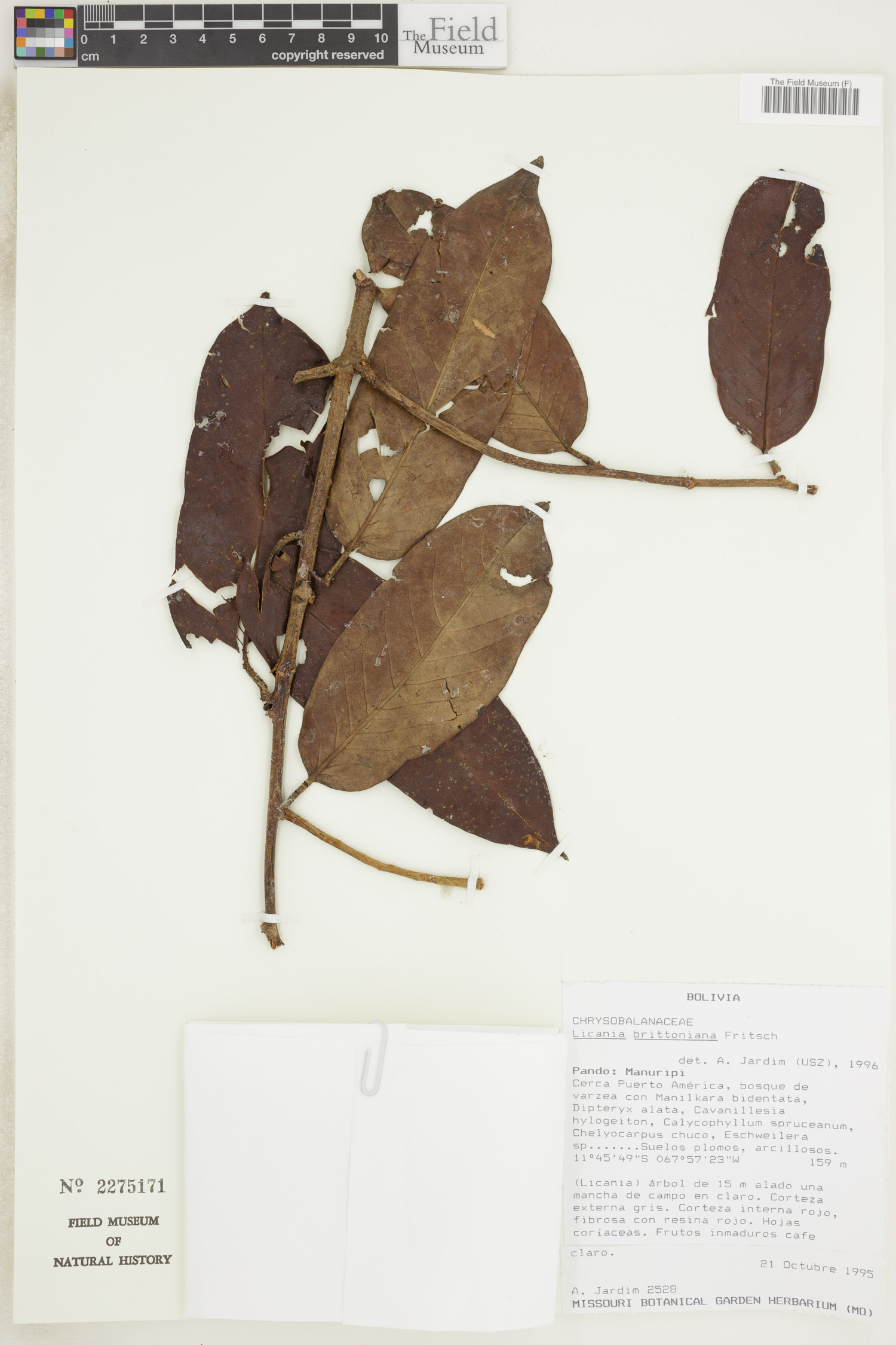 Licania brittoniana image