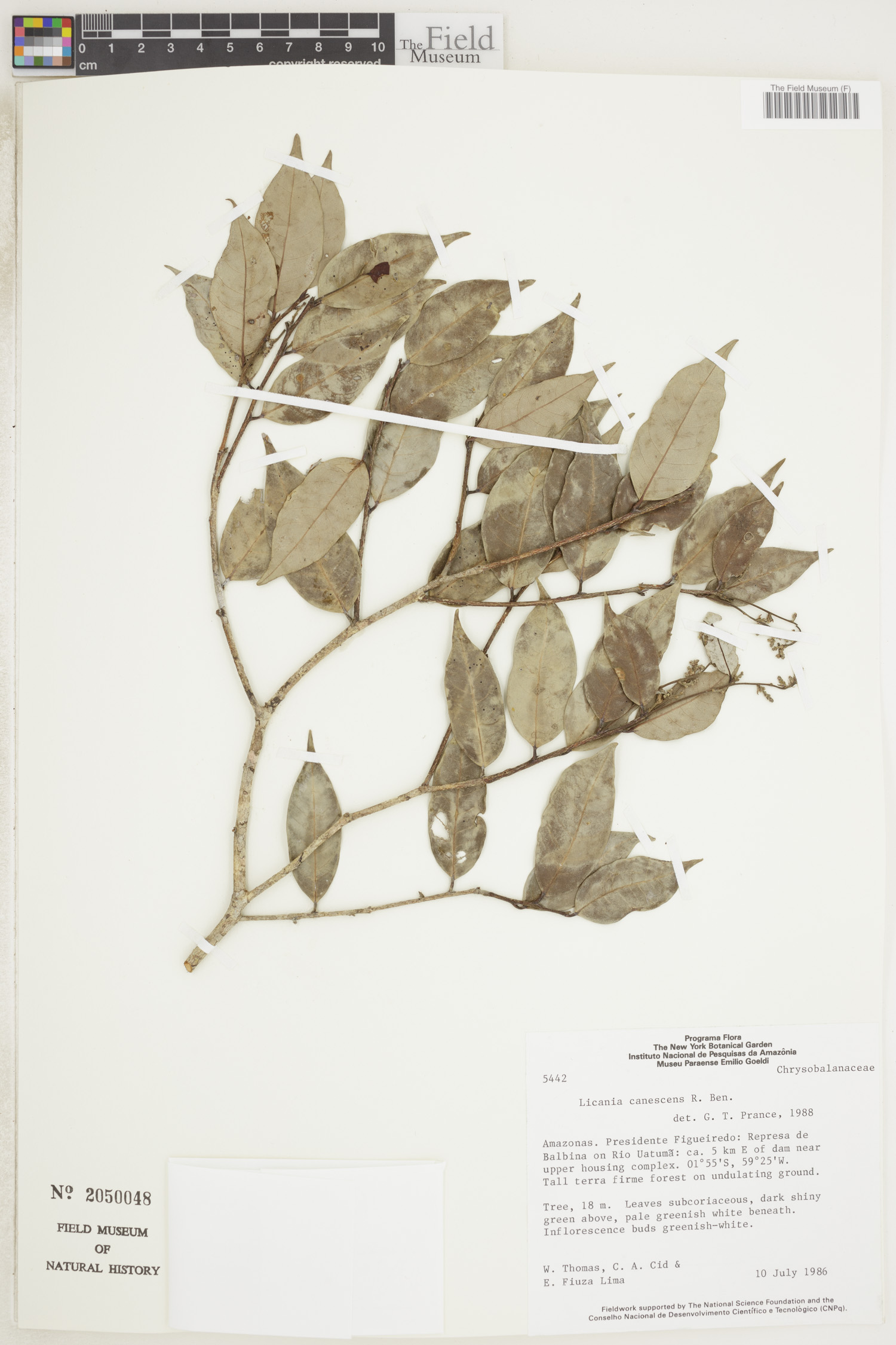 Licania canescens image
