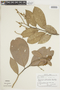 Licania densiflora image