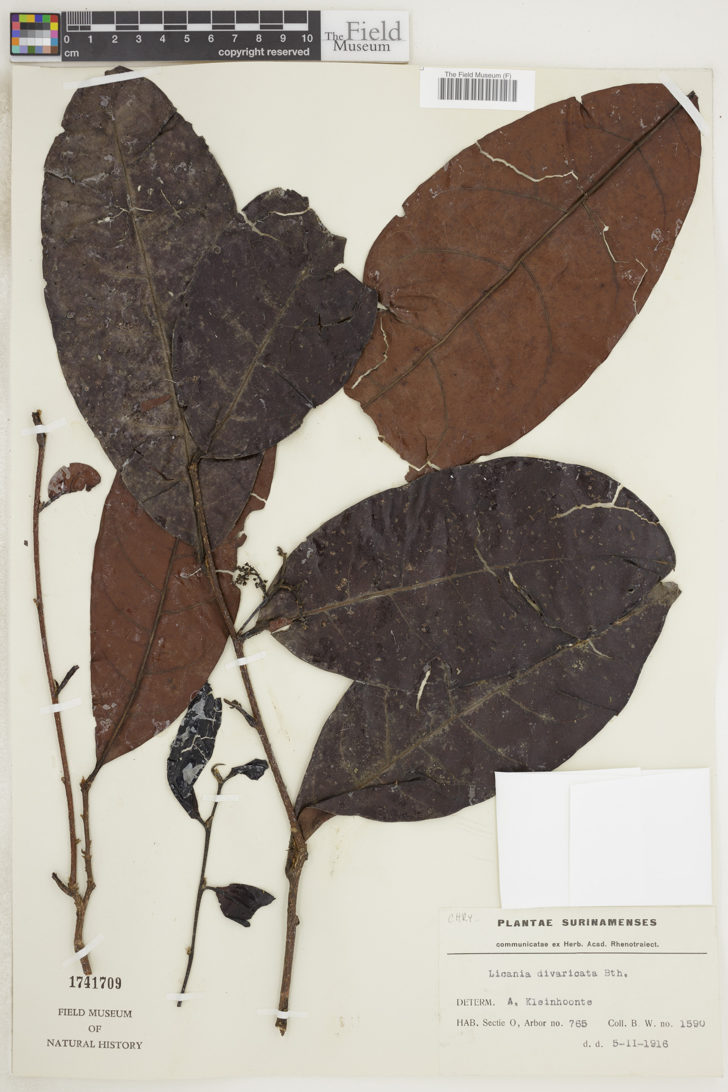 Licania divaricata image