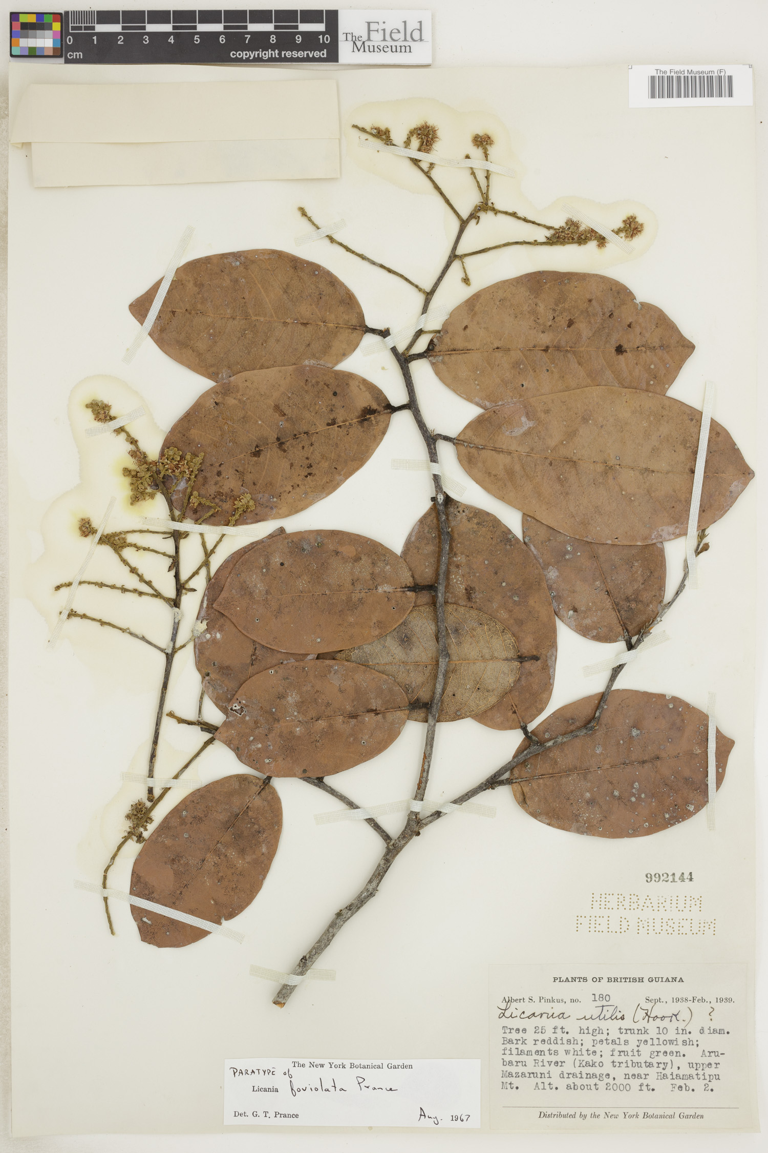 Licania foveolata image