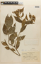 Strychnos panamensis image