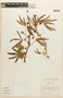 Mimosa pudica var. hispida image