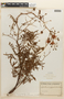 Mimosa paraguariae image