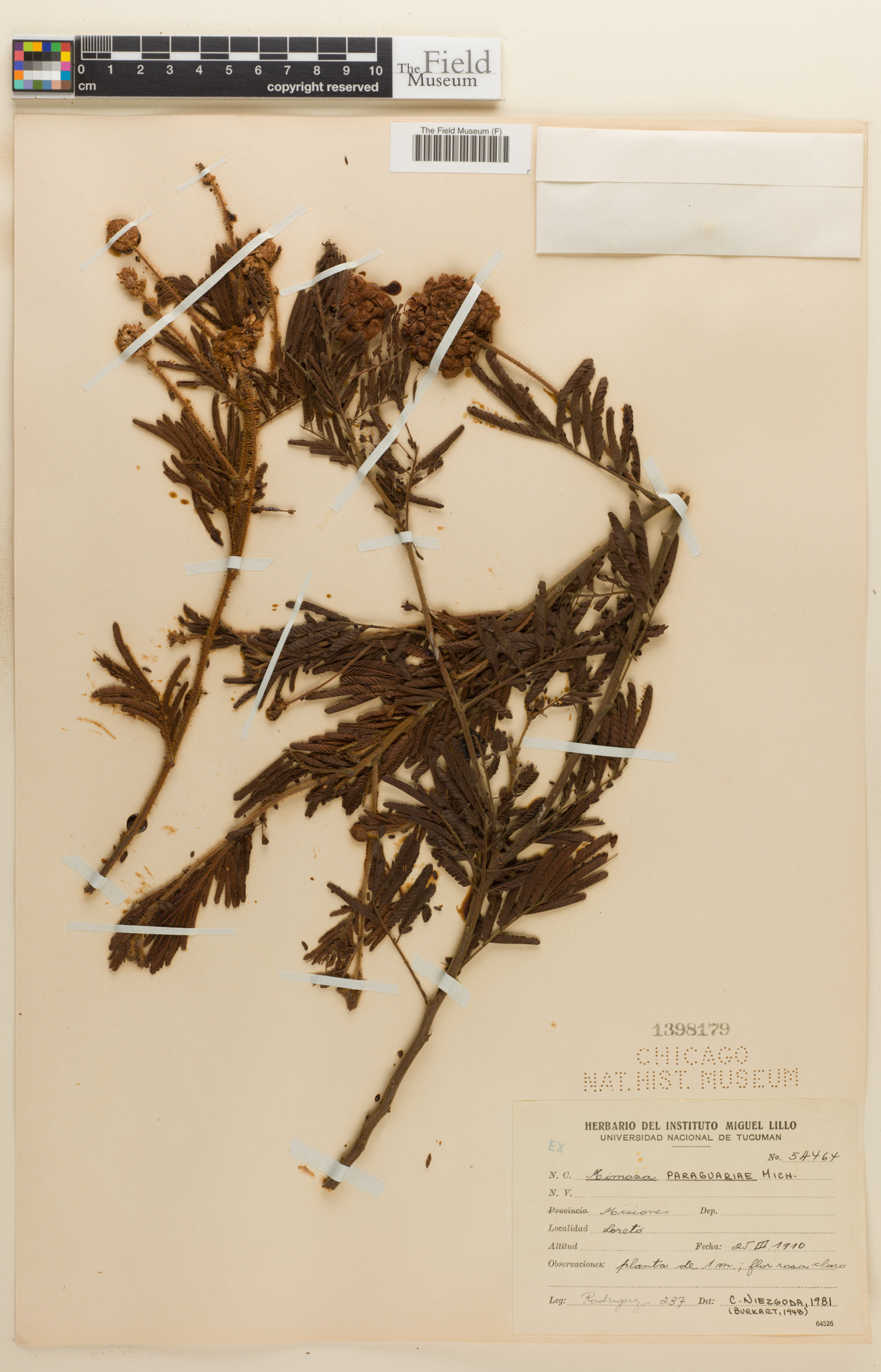 Mimosa paraguariae image