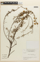 Mimosa parvipinna image