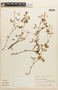 Mimosa paupera image
