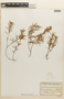Mimosa petraea image