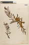 Mimosa pigra image