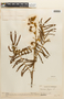 Mimosa pigra image