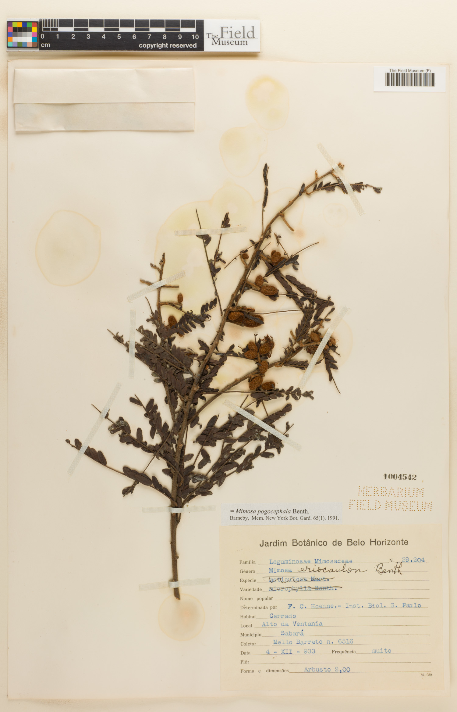 Mimosa pogocephala image