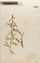 Mimosa polycarpa var. spegazzinii image