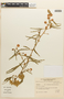 Mimosa polycarpa image
