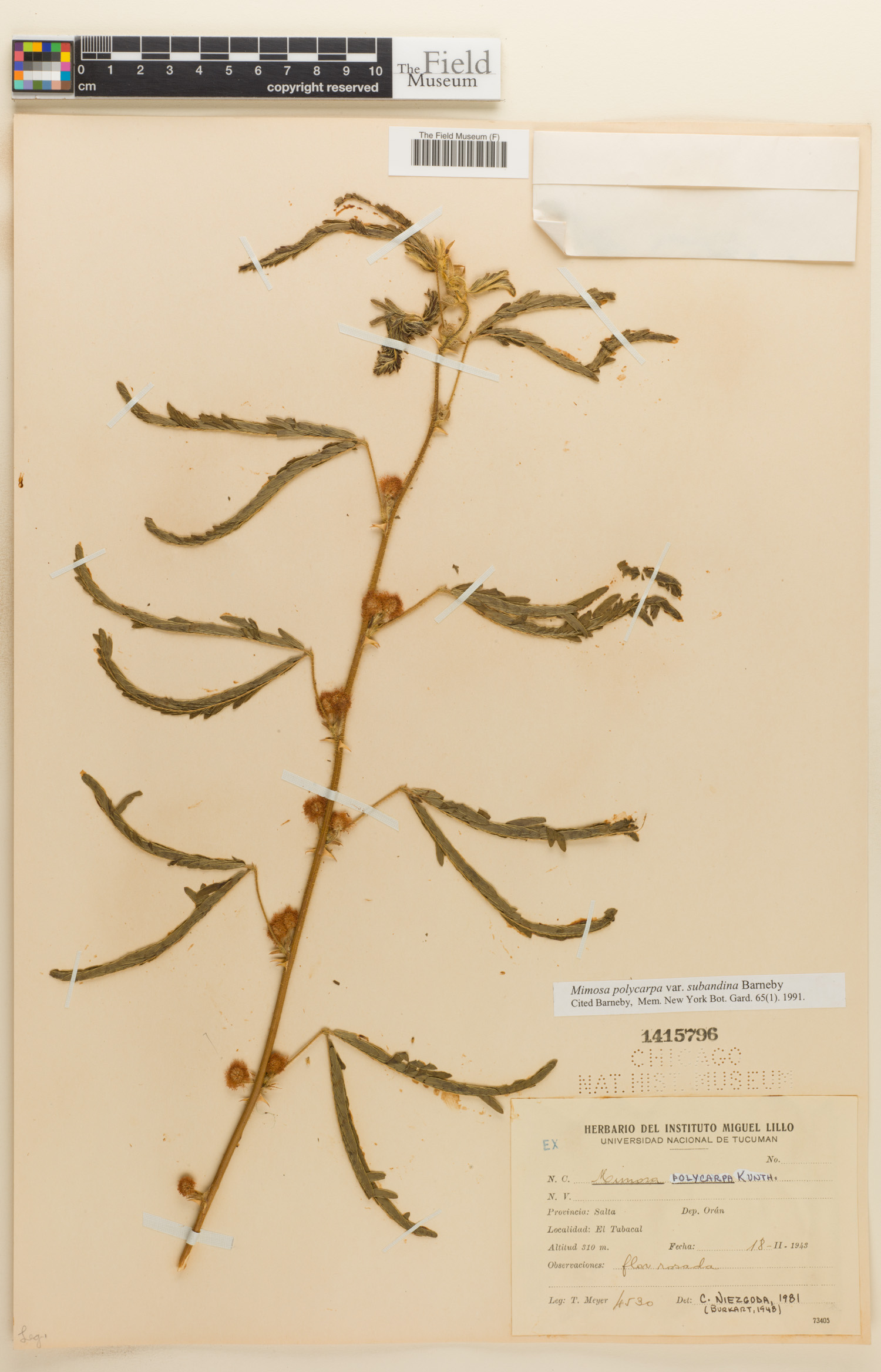 Mimosa polycarpa var. subandina image